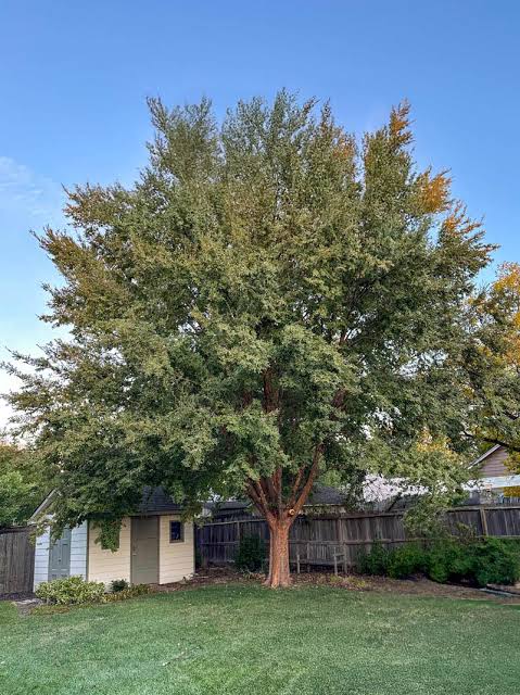 Lacebark Elm